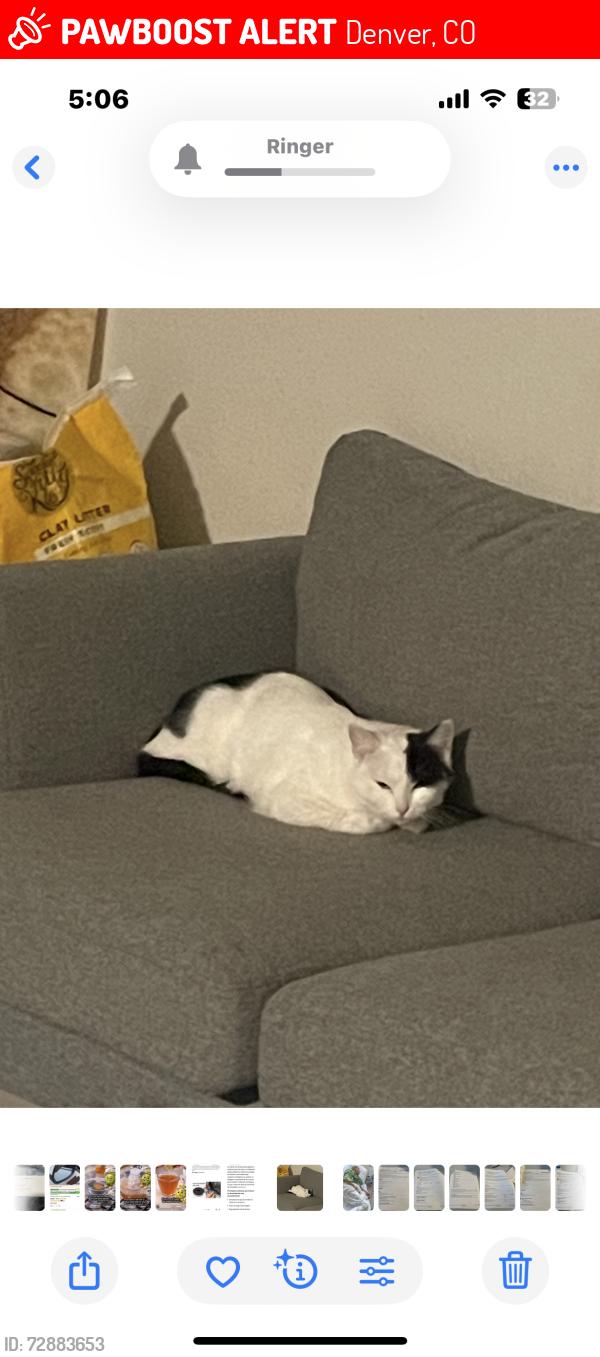 Lost Female Cat last seen Holden st , Denver, CO 80204