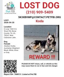 Lost Female Dog last seen Stuart rd and East loop 1604 south , Bexar County, TX 78263