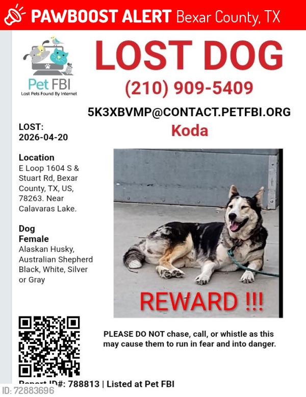 Lost Female Dog last seen Stuart rd and East loop 1604 south , Bexar County, TX 78263
