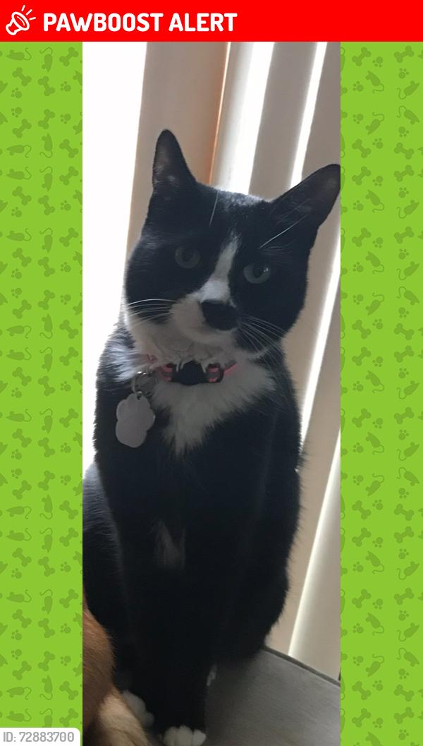 Lost Female Cat last seen Granby Station cndmniums, West Chester Township, OH 45069