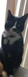 Lost Female Cat last seen Granby Station cndmniums, West Chester Township, OH 45069