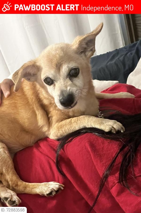 Lost Female Dog last seen Manor cir, Independence, MO 64058