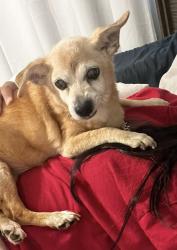 Lost Female Dog last seen Manor cir, Independence, MO 64058