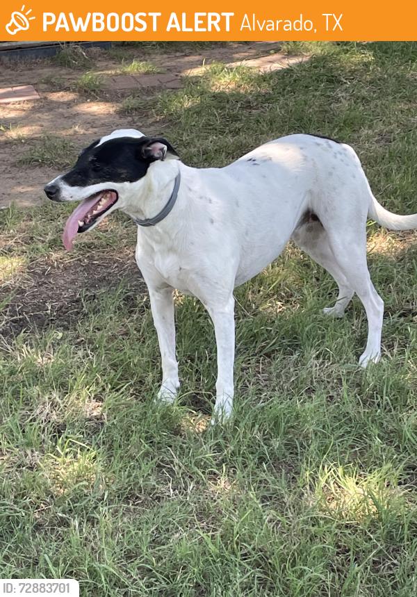 Found/Stray Female Dog last seen East of happy hills, Alvarado, TX 76009