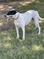 Found/Stray Female Dog last seen East of happy hills, Alvarado, TX 76009