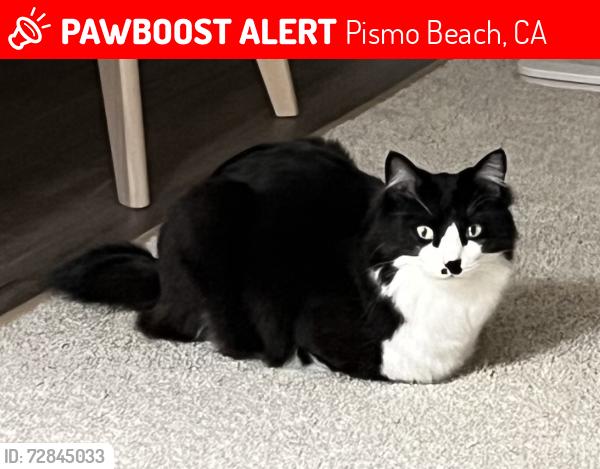 Lost Male Cat last seen North 4th and five cities drive., Pismo Beach, CA 93449