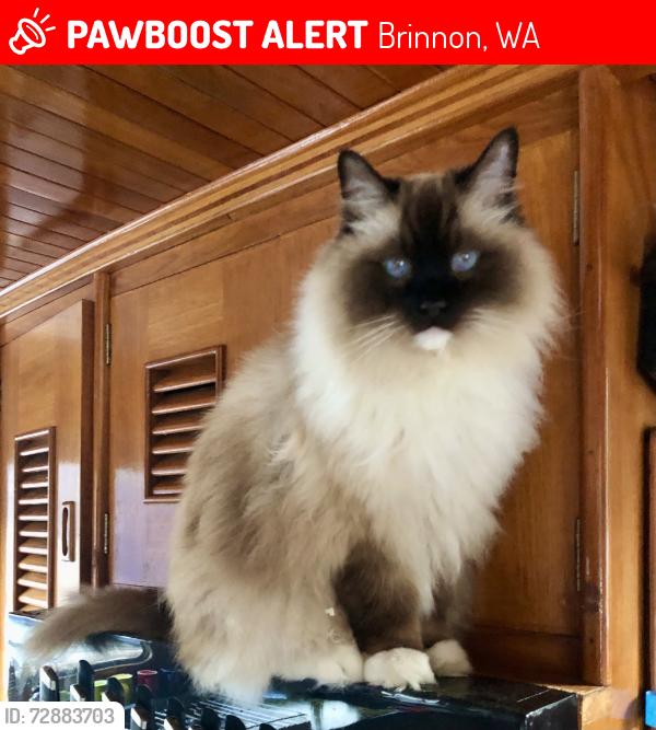 Lost Male Cat last seen Pleasant Harbor Marina, Brinnon, WA 98320