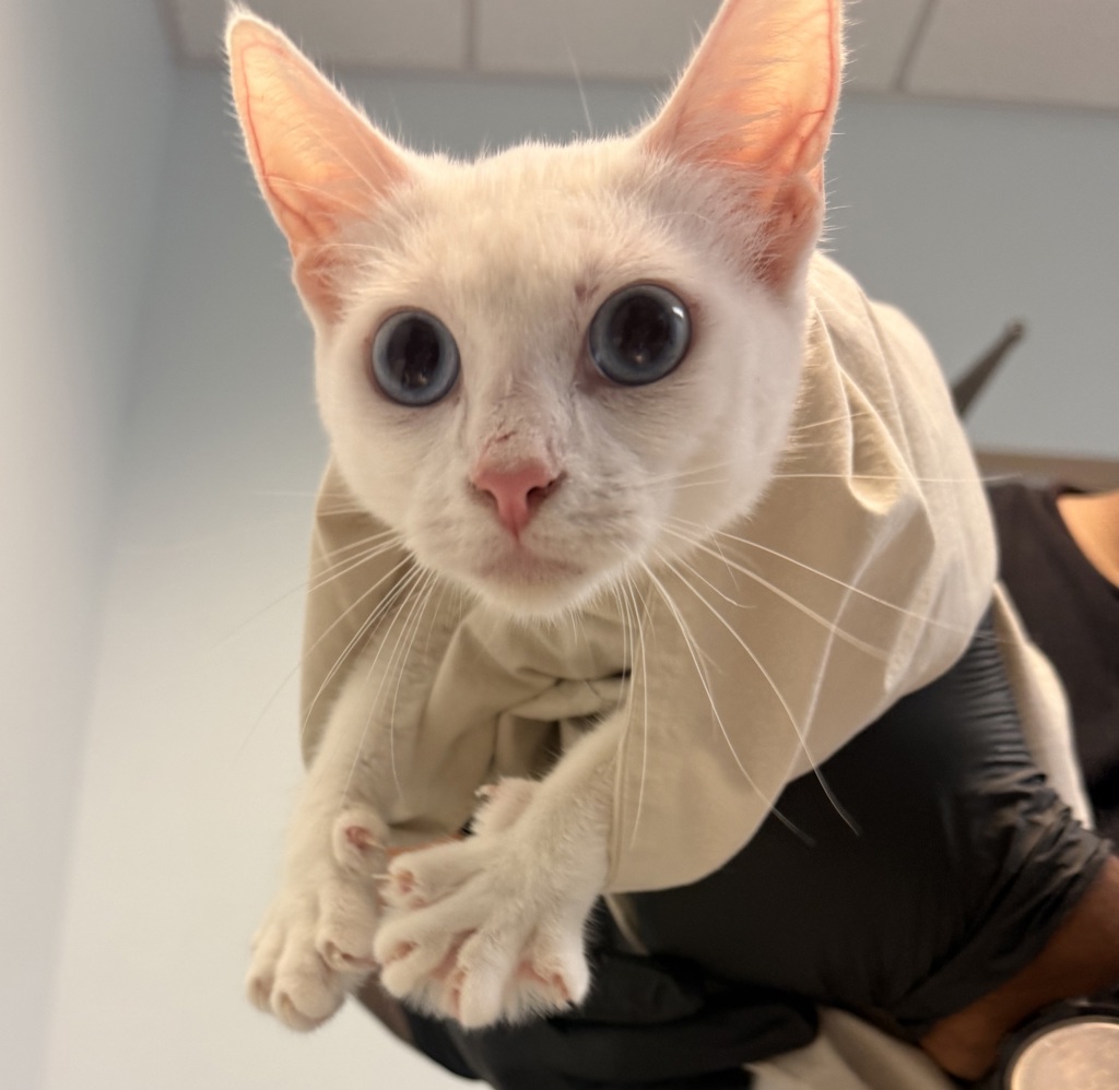 Shelter Stray Female Cat last seen Jamacha Road, San Diego, CA, 92114, San Diego, CA 92110