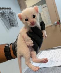 Shelter Stray Female Cat last seen Jamacha Road, San Diego, CA, 92114, San Diego, CA 92110