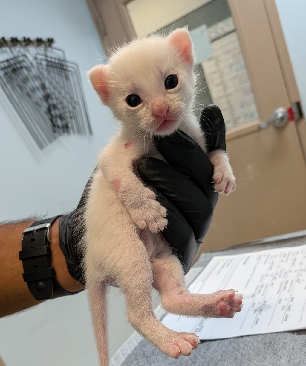 Shelter Stray Female Cat last seen Jamacha Road, San Diego, CA, 92114, San Diego, CA 92110