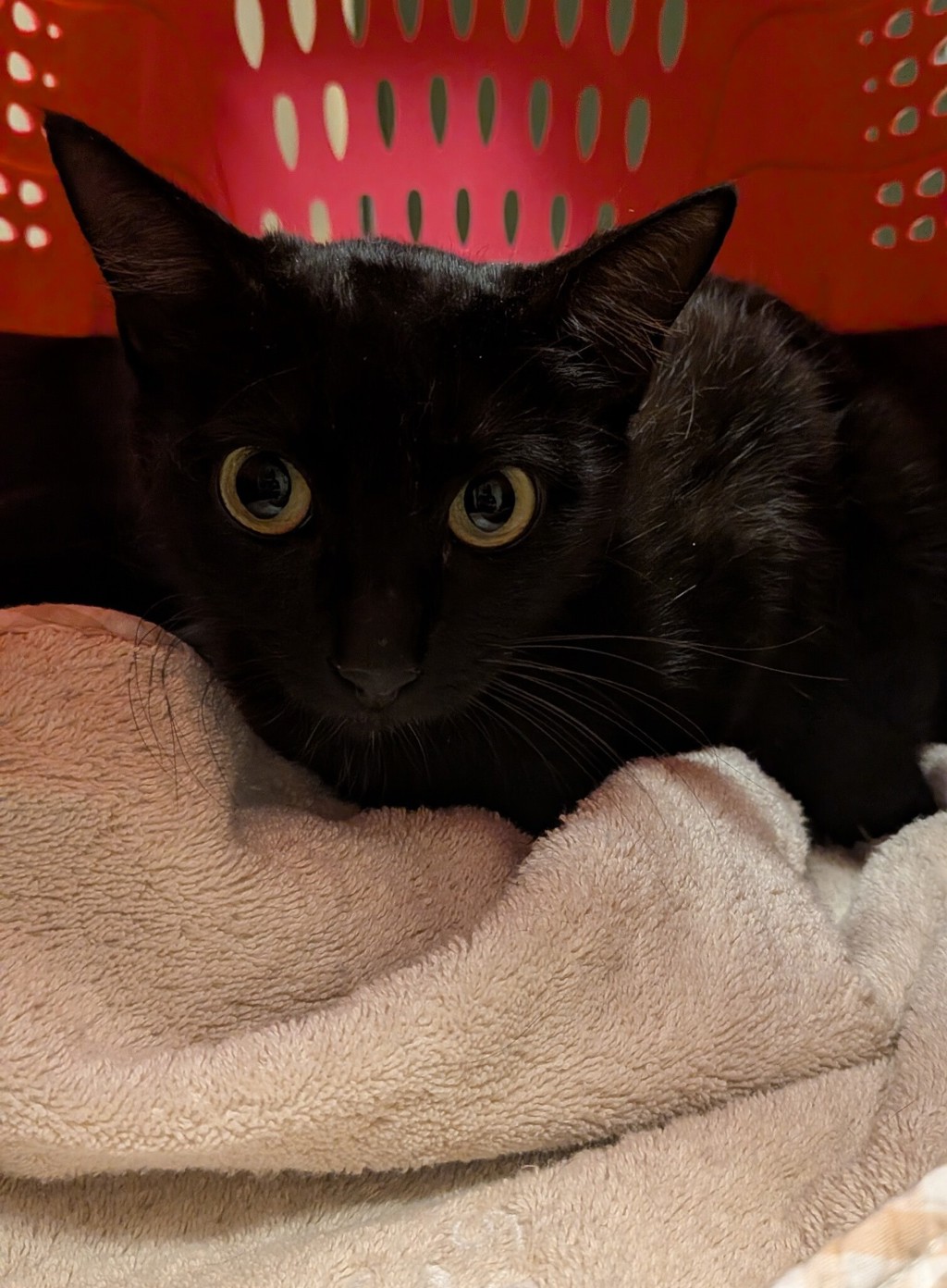 Shelter Stray Female Cat last seen Sunset Drive, LIVERMORE, CA, 94551, 8323 Baldwin St, Oakland, CA 94621, USA