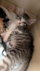 Shelter Stray Female Cat last seen Near W. Sunset Boulevard, HAYWARD, CA, 94541, Oakland, CA 94621