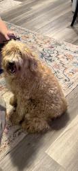 Found/Stray Unknown Dog last seen Shady Shores, Ore City, TX 75683