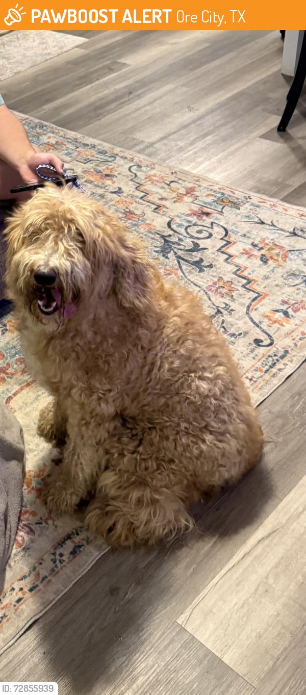 Found/Stray Unknown Dog last seen Shady Shores, Ore City, TX 75683