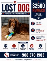 Lost Male Dog last seen South Plainfield, New Jersey , Plainfield, NJ 07060