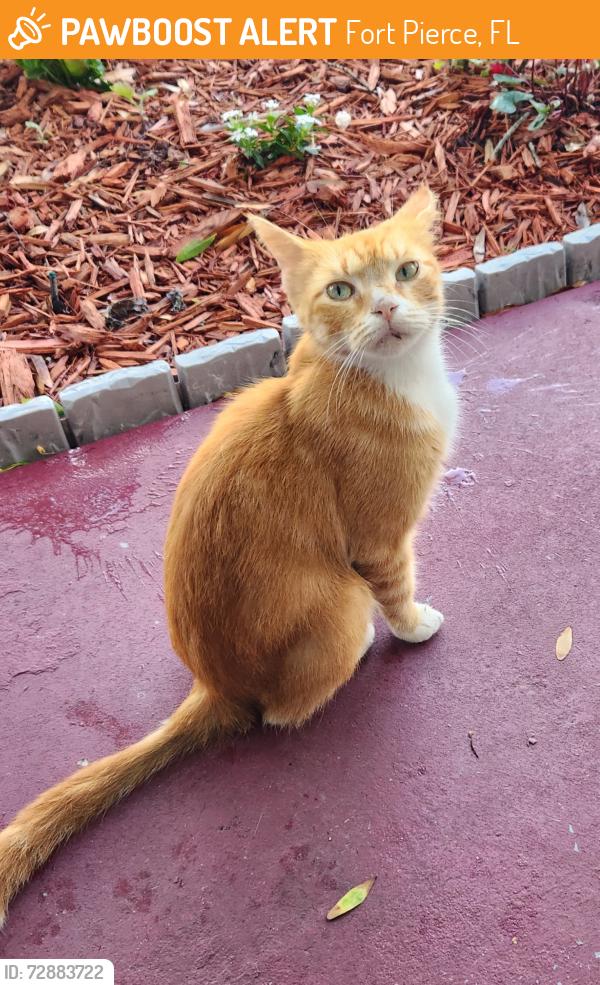 Found/Stray Male Cat last seen Bell Ave, Fort Pierce, FL 34982