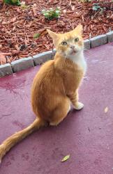 Found/Stray Male Cat last seen Bell Ave, Fort Pierce, FL 34982