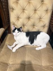 Lost Female Cat last seen 887VallombrosaDr, Pasadena,CA 91107, USA, Pasadena, CA 91107