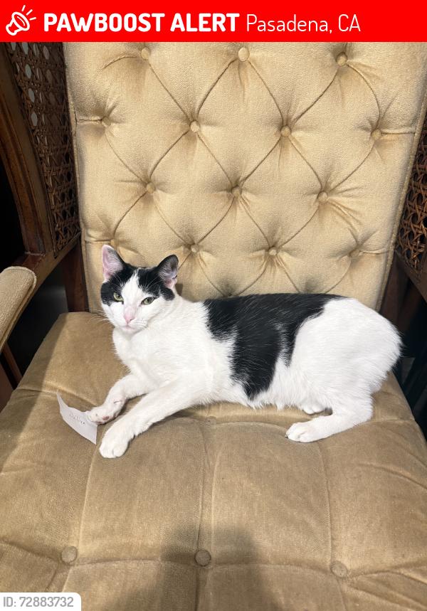 Lost Female Cat last seen 887VallombrosaDr, Pasadena,CA 91107, USA, Pasadena, CA 91107
