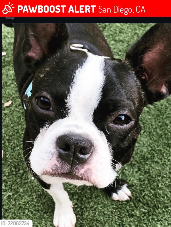 Lost Male Dog last seen W. Mountain View Dr./Copley, San Diego, CA 92116
