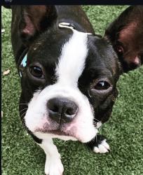 Lost Male Dog last seen W. Mountain View Dr./Copley, San Diego, CA 92116