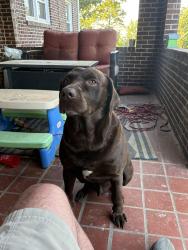 Found/Stray Male Dog last seen Everete ave, Maryville, TN 37804