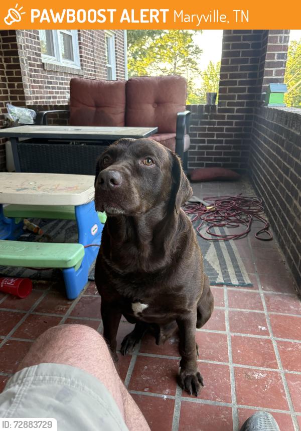 Found/Stray Male Dog last seen Everete ave, Maryville, TN 37804