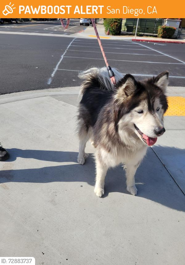 Found/Stray Unknown Dog last seen 21st and Island Ave. Near Sherman Elementary, San Diego, CA 92102