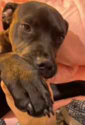 Lost Male Dog last seen Burbank & Natal, Fayetteville, NC 28306