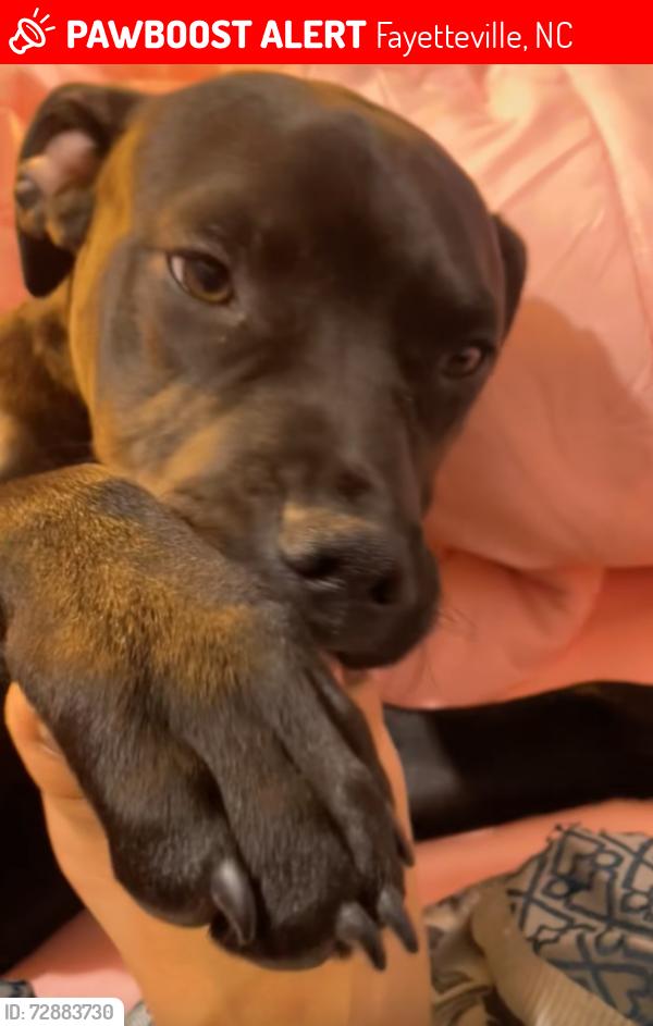 Lost Male Dog last seen Burbank & Natal, Fayetteville, NC 28306