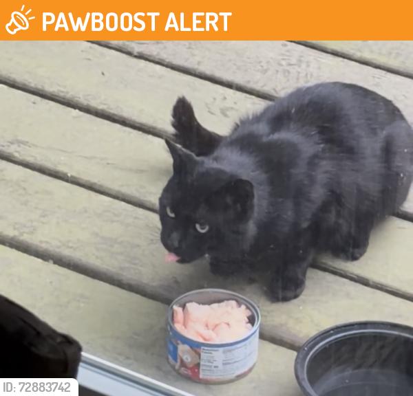 Found/Stray Unknown Cat last seen Cottage Gate, Atlantic Highlands, NJ 07716