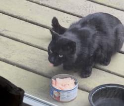 Found/Stray Unknown Cat last seen Cottage Gate, Atlantic Highlands, NJ 07716