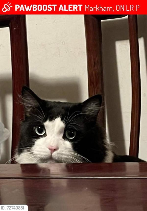 Lost Male Cat last seen Was last seen with other cats such as a Black cat, Markham, ON L3R 6P5