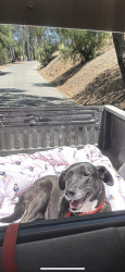 Found/Stray Male Dog last seen The restaurant El Parque in fallbrook, Fallbrook, CA 92028
