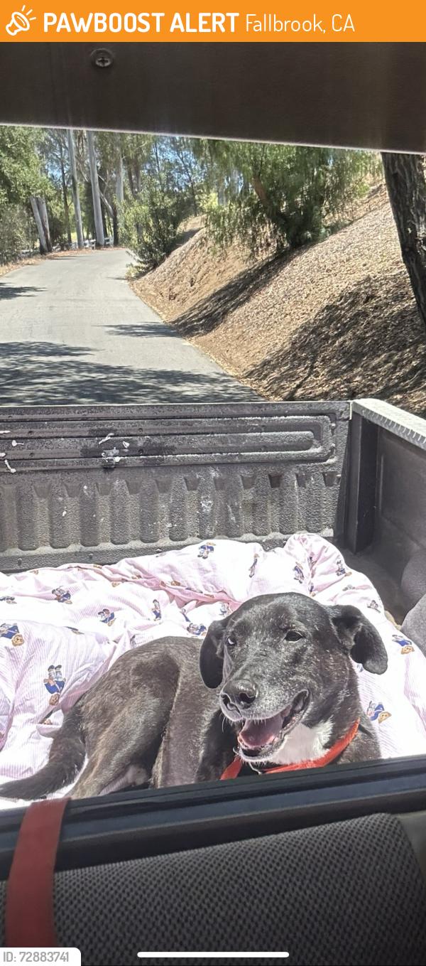Found/Stray Male Dog last seen The restaurant El Parque in fallbrook, Fallbrook, CA 92028