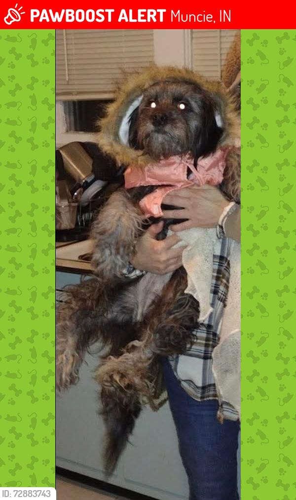 Lost Female Dog last seen Cooley park area, Muncie, IN 47302