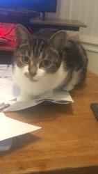 Lost Female Cat last seen Tesco express , West Midlands, England B91 2LL