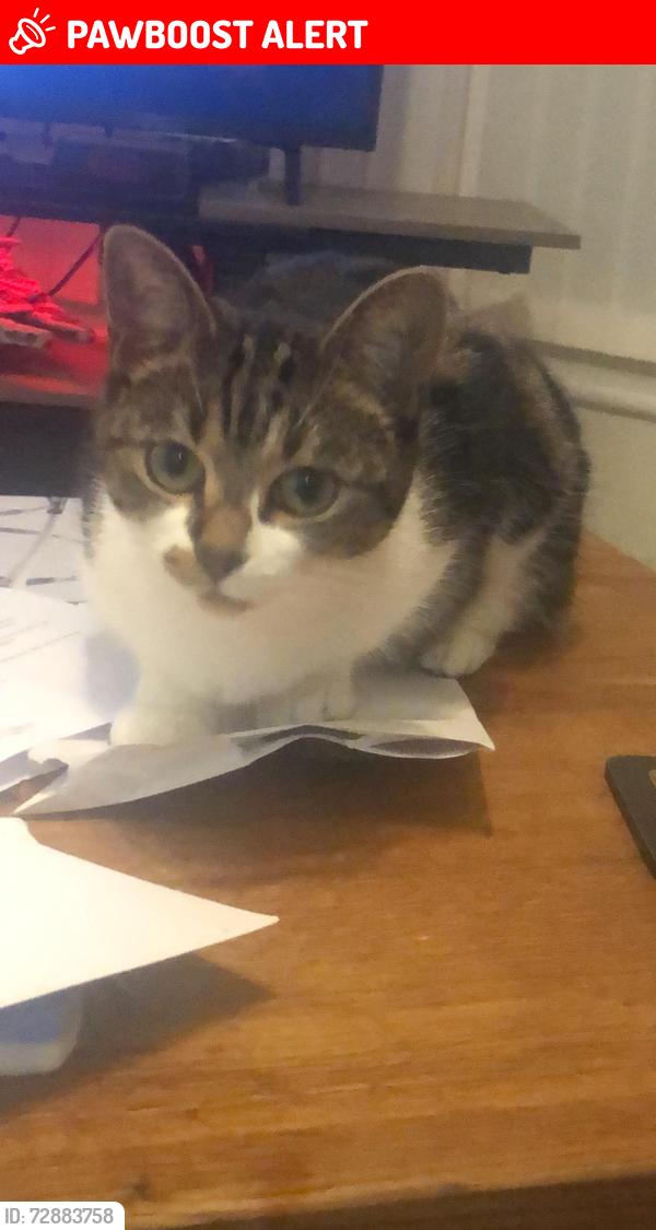Lost Female Cat last seen Tesco express, West Midlands, England B91 2LL