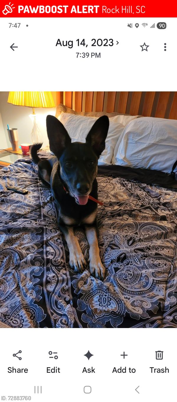 Lost Female Dog last seen Eden Terrace or Cherry Road, Rock Hill, SC 29730
