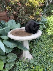 Reunited Female Cat last seen Ballantree Drive, Asheville, NC 28803, Asheville, NC 28803