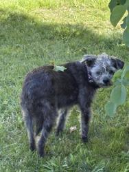 Reunited Unknown Dog last seen Grove Ave, Sacramento, CA 95815
