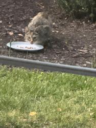 Found/Stray Unknown Cat last seen Constitution and Bonney Road, Virginia Beach, VA 23462
