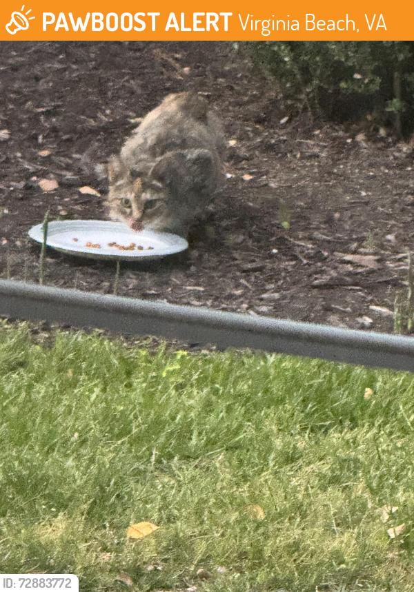 Found/Stray Unknown Cat last seen Constitution and Bonney Road, Virginia Beach, VA 23462