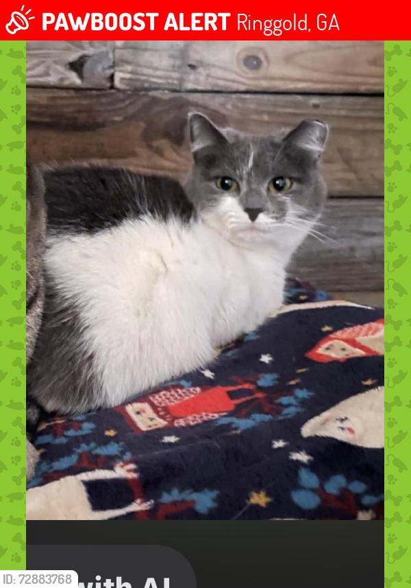Lost Female Cat last seen Graysville road left corner of Shirley drive , Ringgold, GA 30736