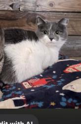 Lost Female Cat last seen Graysville road left corner of Shirley drive , Ringgold, GA 30736