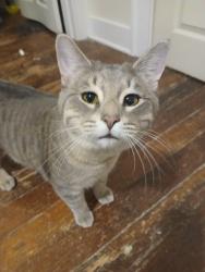 Lost Male Cat last seen Ridgefield Dr Ne and Dewberry Pl Ne, Grand Rapids, MI 49505