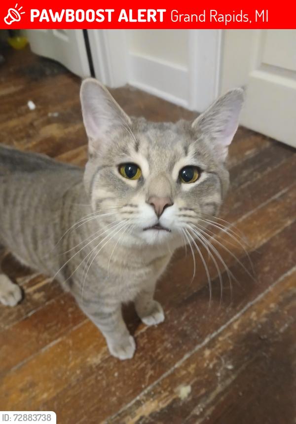 Lost Male Cat last seen Ridgefield Dr Ne and Dewberry Pl Ne, Grand Rapids, MI 49505
