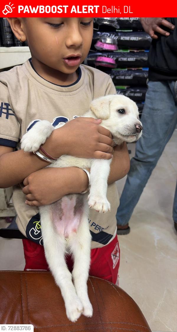 Lost Female Dog last seen Gtb hosp hero honda agency, Delhi, DL 