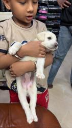 Lost Female Dog last seen Gtb hosp hero honda agency, Delhi, DL 