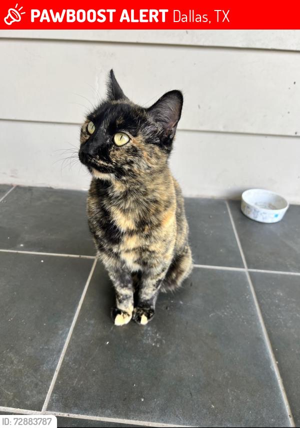 Lost Female Cat last seen Yeager Rd and Dorchester Dr, Dallas, TX 75218